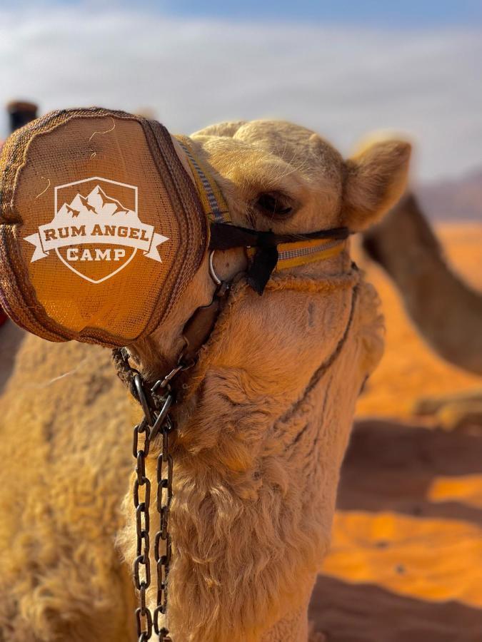Rum Angel Camp Wadi Rum Exterior foto